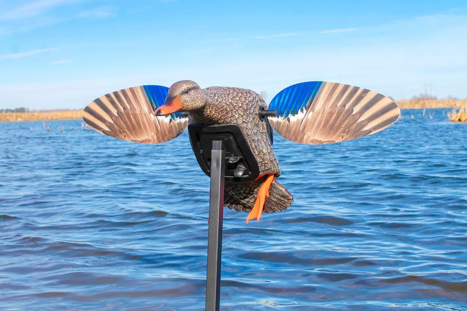 CANARD A AILES TOURNANTES COLVERT FEMELLE ELITE SERIES MOJO